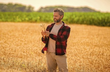 Tarlada çiftçi. İspanyol çiftçi tarla hasadını kontrol ediyor. Tarımcı çiftçi adam. Mevsimlik mahsul rotasyonu. Ürün koruması. Tarım çiftliği. Tarladaki çiftçi. Hasat ve çiftçilik..