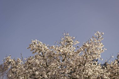 Mavi gökyüzüne karşı pembe manolya çiçeği. Bahar doğası. Çiçekli manolya ağacı. Çiçekli manolya. Manolya çiçeği ve çiçek. Güzel bir bahar sezonu. Nisan yağmurları.