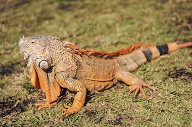 Egzotik iguana sürüngeni. Egzotik sürüngen hayvanı. Vahşi yaşam hayvanı. Doğadaki sürüngen hayvan. Vahşi yaşam hayvanat bahçesi ormanı. Tropikal ormanda iguana kertenkelesi. Madagaskar iguana otçul kertenkelesi. Yağmur ormanı iguanası.