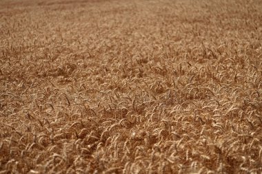 Tarımsal tarla manzarası, buğday manzarası, güzel bir yaz manzarası. Ekin tarlası. Tahıl hasadı. Altın çivi. Buğday tarlası. Altın buğday tarlası. Altın buğday arka planda kulaklar. Hasat mevsimi.
