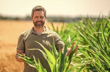 Olgun tarım. Sahadaki mutlu adamı hasat et. Çiftçi tarım uzmanı. Ekin hasadı. Çiftçi buğdayı kontrol ediyor. Hasat zamanı tarım buğdayı. Kırsal kesim. Ekin tarlasında hasat yapan çiftçi adam..