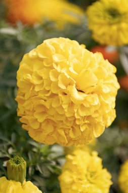 Kadife çiçeği doğada. Yaz doğası. Çiçekli kadife çiçeğinin canlı cilt yüzdeleri. Sarı kadife çiçeği çiçekleri. Bahçe çiçeği güneş ışığı altında büyüyor. Marigold etiketleri.