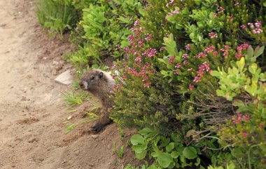 Dağ sıçanı vahşi dağ sıçanı. Dağ kemirgeni. Capybara açık havada. Vahşi bir hayvan. Köstebek yerde. Kemirgen hayvan dağ sıçanı. Kemirgen dağ sıçanı hayvanı. Vahşi yaşam doğası. Marmot capybara.