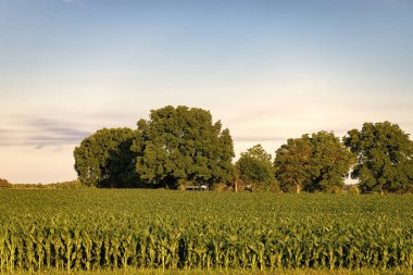 Yeşil doğa manzaralı ağaç ormanlı mısır tarlası, yeşil mısır tarlası doğası.