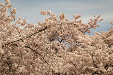 Sakura ağacı çiçek açar baharda doğa arka planı.