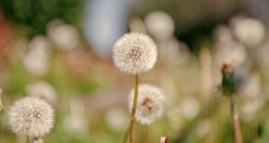 Çiçek tohumlarını ilkbaharda yaymaya hazırlanır. Karahindiba tohumu doğada. Yumuşak ve kabarık. Karahindiba doğada. Karahindiba çiçeği. Fluffy Puff of a Fluffy Puff of a Fdelion clock in makro. Doğanın güzelliği.
