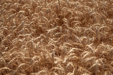 Çavdarlı yaz tarlası. Olgun çavdar tarlasında hasat edilmeyi bekliyor. Çavdar mahsulü. Buğday hasadı. Tahıl tarımı ile tarlada tarım. Organik gıda ekimi. Hasat zamanı.