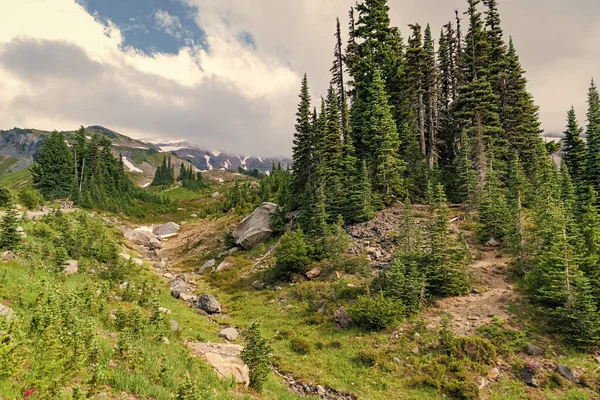 Büyüleyici orman. Kozalaklı orman ve yeşil yamaçlı vahşi dağda yaz günü. Çayırlı dağ manzarası. Bulutlu gökyüzü ile dağlık bir manzara. Manzaralı yeşil tepe.