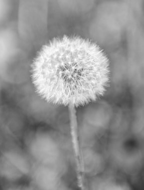 Karahindiba çiçeği. Makrodaki tüylü bir karahindiba saati. Çiçek tohumlarını ilkbaharda yaymaya hazırlanır. Karahindiba tohumu doğada. Yumuşak ve kabarık. Karahindiba doğada.