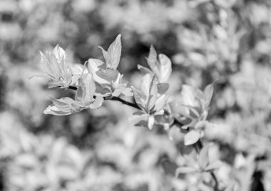 Baharda doğa. Filipendula. Makroda Filipendula. Filipendula takımında yeşil yaprak. Bahar doğasında yeşil yaprak ve parlak yapraklar. Yeşil ortam.