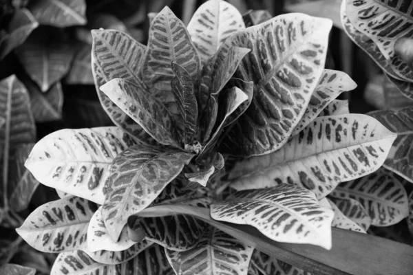 Yaprak bitkisi. Doğa güzelliği. Makro kroton bitkisi. Egzotik bitki bırakıyor. Doğal kroton bitkisi. Flora Doğa. Doğada canlı renkler.