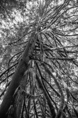 Yosun kaplı ağaç dalı Hoh Yağmur Ormanı 'nda. Hoh yağmur ormanlarında yosunlu ağaç dalı. Güzel doğa. Yağmur Ormanları.