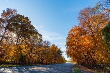 Mevsimlik yapraklar ve ağaçlar. Doğal sonbahar. Doğanın sonbahar güzelliği. Sonbahar sezonu. Ormandaki doğa. Parkta sonbahar yaprakları. Sonbahar ormanı. Sonbahar sezonunda doğa. Parkta sonbahar sezonu. Altın yapraklar.