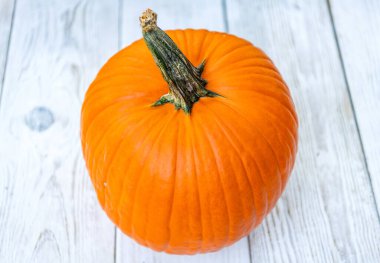 Gourd vegetable in autumn garden. Squash organic vegetable. Halloween pumpkin growing outdoor. Organic pumpkin harvest. Autumn harvest in farm. Pumpkin f or Halloween. Vegetable harvest.