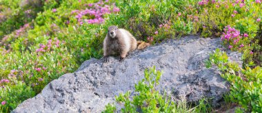 Dağ kemirgeni. Capybara açık havada. Hayvanat bahçesindeki vahşi hayvan. Parktaki dağ sıçanı. Kemirgen hayvan dağ sıçanı. Kemirgen dağ sıçanı hayvanı. Vahşi yaşam doğası. Marmot capybara. Dağ sıçanı vahşi dağ sıçanı. Marmot yaşam alanı.