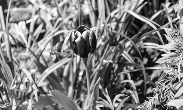 Lale çiçeği. Çiçek tarhında güzel bir bahar lale çiçeği. İlkbaharda lale çiçeği açar. Bahar doğası. Çiçekli lale. Bahar mevsimi çiçek açar. Çiçek açan doğa..