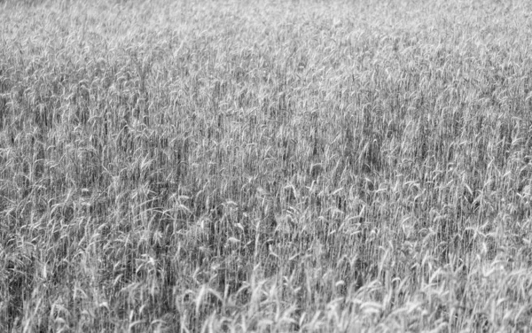 Ekin tarlası. Tahıl hasadı. Altın çivi. Buğday tarlası. Altın buğday tarlası. Altın buğday arka planda kulaklar. Tarımsal tarla manzarası, buğday manzarası, güzel bir yaz manzarası. Mevsimlik mahsul.