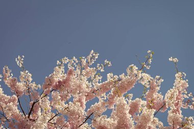 Güzel bir bahar sezonu. Mavi gökyüzüne karşı pembe Sakura çiçeği. Bahar doğası. Çiçekli Sakura ağacı. Çiçek açan Sakura. Sakura çiçeği ve çiçek. Boşluğu kopyala.