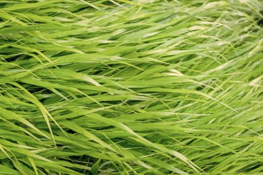 Yeşil doğa geçmişi. Otlak arazisi çayırı. Çimen arka planı. Doğa çevresi. Yeşil çimenler. Yeşil çimenli doğa. Çimenli bir yaz çimenliği. Bereketli bitki örtüsü.