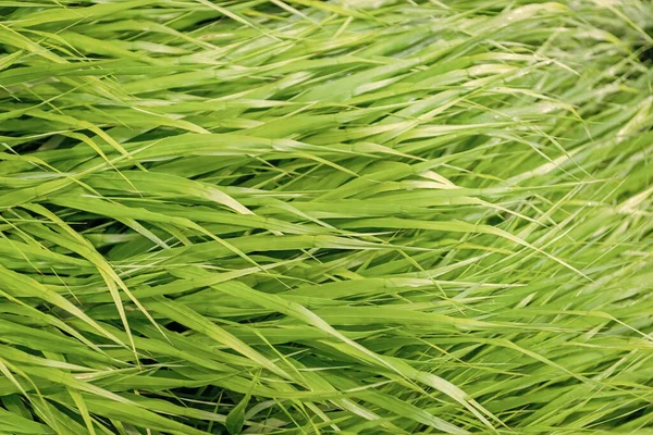 Yeşil doğa geçmişi. Otlak arazisi çayırı. Çimen arka planı. Doğa çevresi. Yeşil çimenler. Yeşil çimenli doğa. Çimenli bir yaz çimenliği. Bereketli bitki örtüsü.