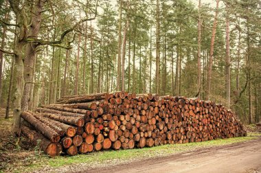 Ağaç kütüğü, kereste kütüğü. Kereste hasadı. Kereste endüstrisi. Timber ürün deposu. Ormandaki ağaç kütüğü. Çam ağacı kütüğü. Yumuşak kereste. Ormanların tahrip edilmesi ve kesilmesi. Kesik odun yığını.