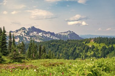 Yeşil vadi manzarası. Dağ kırsalında doğa. Kırsal vadinin manzarası. Dağ vadisi. Çam ağacı ve ormanlı dağ manzarası. Dağlı orman doğası. Nefes kesici manzara..