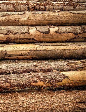 Ağaç kütüğü, kereste kütüğü. Çevresel sorunlar. Kereste kesiyorum. Tarım ve ormancılık. Çam ağacı gövdesi. Timber ürün deposu. Ahşap kereste malzemesi. Yumuşak kereste.