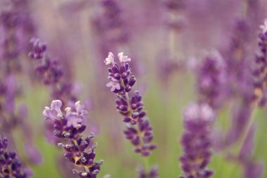 Mor lavanta doğada çiçek açar. Doğanın bileşimi. Çiçek açan yaz çiçekleri. Çiçek tarlası. Lavanta tarlası. Yazın lavanta çiçeği. France Provence sahasında. Lavanta yağı.