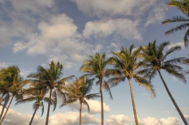 Florida 'da yaz tatili. Kaliforniya palmiyesi. Miami 'de tropik bir sahil. Palmiye ağacıyla tropik bir açık hava sahnesi. Tropik yaz tatili. Egzotik doğa. Palmiye ağacı. Tropik palmiye koruluğu.