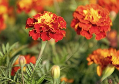 Kadife çiçeği. Doğada çiçekli kadife çiçeği. Çiçekli kadife çiçeği. Turuncu etiketler çiçek. Doğal çiçek tomurcukları. Flora Doğa. Doğada parlayan çiçekler..