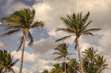 Tropik yaz tatili. Egzotik doğa. Palmiye ağacı. Miami güney sahilinde yaz tatili. Kaliforniya palmiyesi. Miami 'de tropik bir sahil. Palmiye ağacıyla tropik bir açık hava sahnesi. Yükselen palmiye örtüsü.
