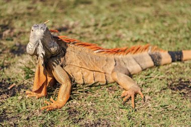 Vahşi yaşam hayvanat bahçesi ormanda. Çimlerin üzerinde iguana kertenkelesi. Amerikan iguana otçul kertenkelesi. Egzotik iguana sürüngeni. Egzotik sürüngen hayvanı. Vahşi yaşam hayvanı. Doğadaki sürüngen hayvan. Güneşlenen iguana.