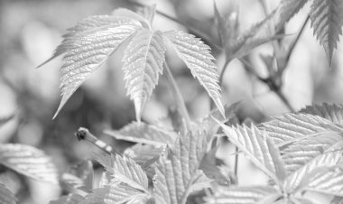 Bahar doğasında yeşil yaprak, parlak yapraklar, yeşil çevre. Baharda doğa. Üzüm asması. Parlak yeşil. Makroda üzüm ya da üzüm asması. Üzüm yeşili yaprak demeti.