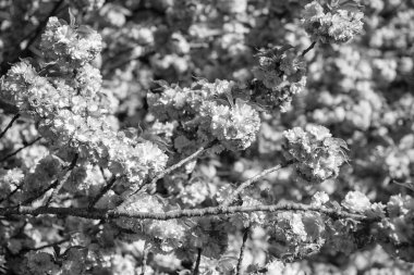Mevsimlik bahar sakura çiçeği. bahar sakura çiçeği. Bahar sakurası dalda çiçek açıyor. Sakura baharı fotoğrafı..