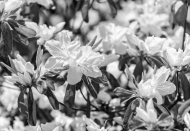 Beyaz çiçekli açelya bitkisi. Egzotik çiçek. Doğal çiçek bitkisi. Flora Doğa. Parlak açelya çiçeği doğada. Azalea çiçeği. Çiçek açan doğa yakın plan. Yaz tazeliği.