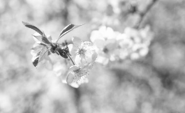 Bahar çiçeği. Bahar çiçekleri. Bahar çiçekleri dalda. Bahar çiçeğinin fotoğrafı, ağaç çiçeği..
