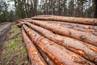 Ağaç kütüğü, kereste kütüğü. Kereste hasadı. Kereste endüstrisi. Ormanların yok edilmesi. Ormandaki ağaç kütüğü. Çam ağacı kütüğü. Yumuşak kereste. Ormanların tahrip edilmesi ve kesilmesi. Kesik odun yığını. Kereste ticareti.