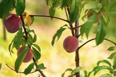 Ağaçta taze organik şeftali meyvesi. Bahçe bahçesi. Baharda bahçıvan. Meyve bahçesinde yetişen organik meyveler. Sağlıklı ve organik yiyecekler. Şeftali ağacı.