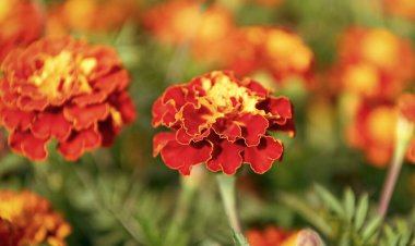 Çiçekli kadife çiçeği. Turuncu Aztek kadife çiçeği. Doğal çiçek tomurcukları. Flora Doğa. Doğada çiçek açan parlak çiçek. Kadife çiçeği. Doğada çiçekli kadife çiçeği.