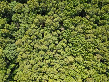 Yaz havası manzaralı yeşil orman. Yağmur ormanlarının ekosistemi ve çevresi. Orman doğası geçmişi. Yeşillik ormanda büyüyen ağaç. Doğa manzarası. Baharda manzara ormanı. Çevre koruma.