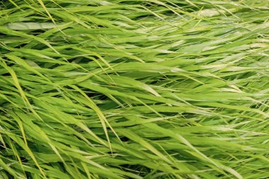 Yeşil çimenler. Yeşil çimenli doğa. Çimenli çimenli yaz çayırı. Yeşil doğa geçmişi. Otlak arazisi çayırı. Çimen arka planı. doğa ortamı.