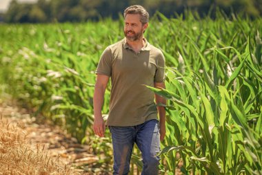 Mısır tarlasında çiftçi. Hasat mahsulü. Mısır tarlası çiftçisi. Tarımsal mısır tarlası hasat mevsimi. Kır çiftçiliği. Ekin tarlasında hasat yapan adam. Güneşli tarlada hasatçı. Arazi ve tarım.