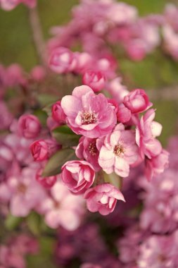 Çiçekli sakura çiçeği, makro. Çiçekli sakura dalda çiçek açıyor. Çiçekli sakura çiçeğinin fotoğrafı. Çiçekli sakura çiçeği.