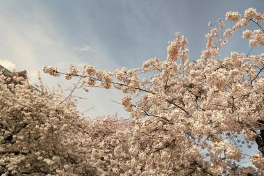 beautiful sakura tree flower blooming nature background in spring.