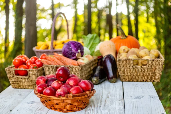 Yaz hasadı. Sonbahar bahçesinde hasat. Elma meyvesi Meyve bahçesi ve olgun elma sepeti. Elmalı meyve vitamini. Sabah elma bahçesi. Sonbahar meyve yetiştiriciliği. Sağlık ve diyet afişi.