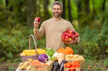 Sonbahar meyve hasadı. Tarım mahsulü. Çiftçi gıda pazarı. Elma meyvesi hasadı olan çiftçi. Organik gıda ve ekolojik tarım. Manav adam dışarıda. Manav hasat ediyor. Kırmızı elma.