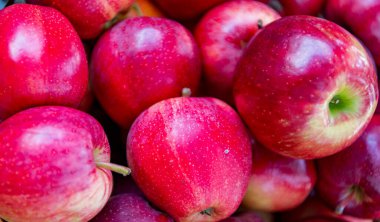 Sonbahar bahçesinde hasat. Elma meyvesi arka planı. Meyve bahçesi ve olgun elma sepeti. Elmalı meyve vitamini. Sabah elma bahçesi. Sonbahar meyve yetiştiriciliği. Sağlık ve diyet. Yaz hasadı.