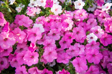 Canlı petunya bahçesi çiçeği büyüyor. Petunya çiçeği doğada. Yaz doğası aroması. Çiçek açan bitkinin canlı infloresanları. Petunya çiçeği. Çiçekli arka plan. Petunya çiçeği.