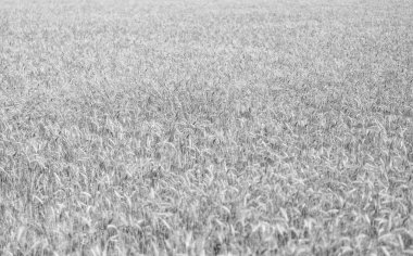 Buğday ya da arpa tarlası. Çavdar ekili ekin hasadı..