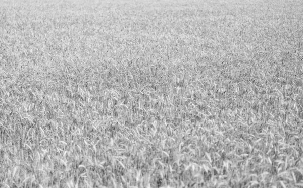 Buğday ya da arpa tarlası. Çavdar ekili ekin hasadı..